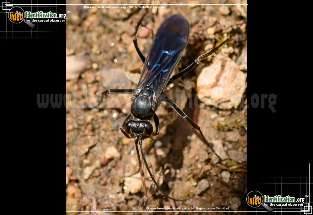 Spider Wasp - photo 3