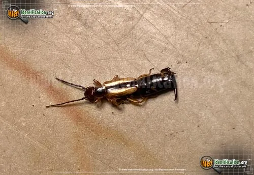 Spine-tailed Earwig - photo 2