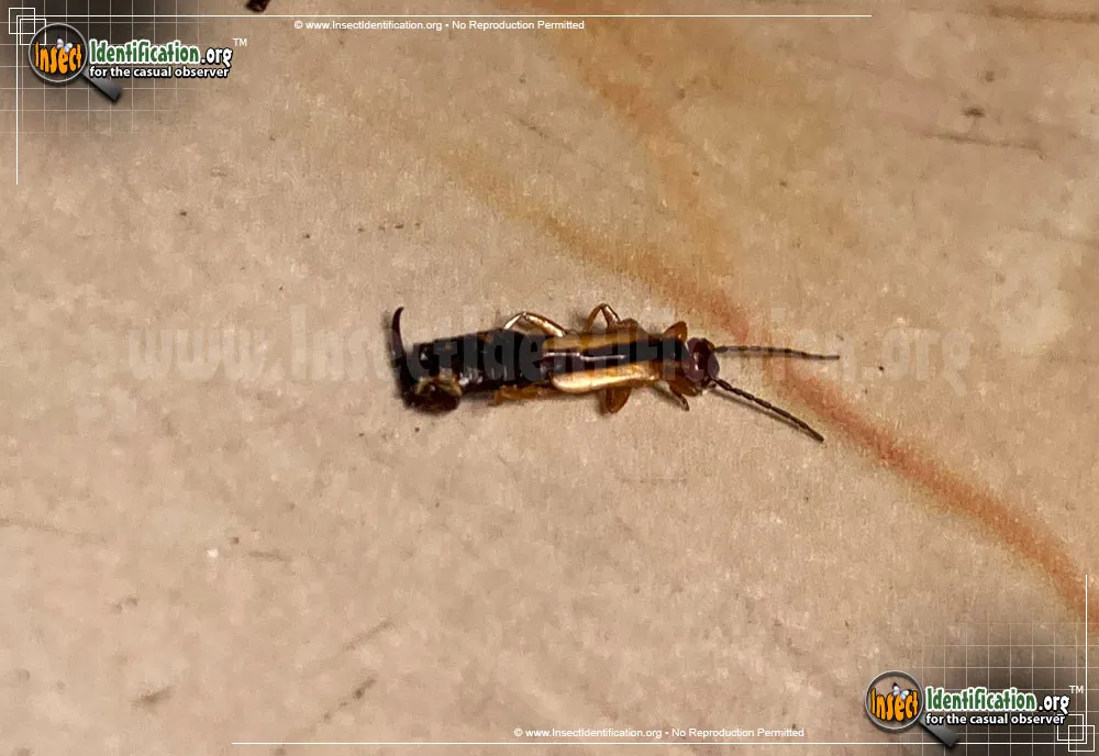 Spine-tailed Earwig - photo 3