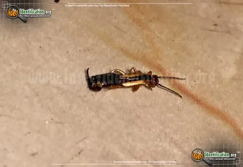 Spine-tailed Earwig - photo 4