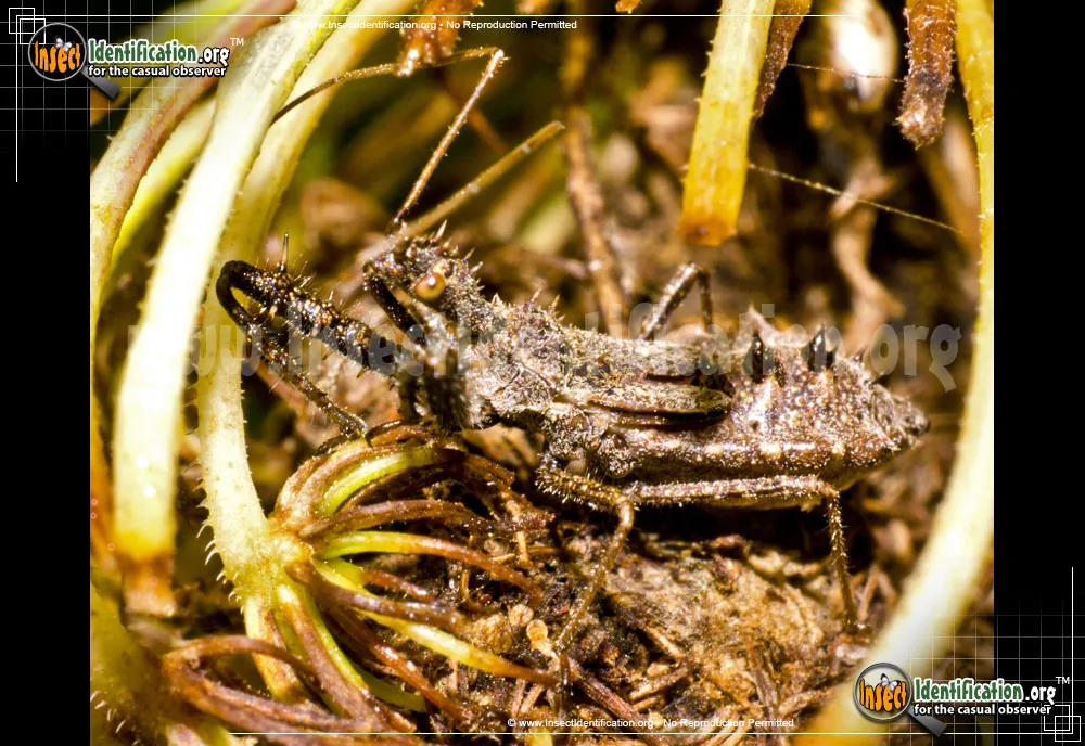 Spined Assassin Bug