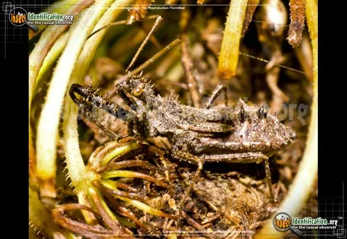 Spined Assassin Bug - photo 2