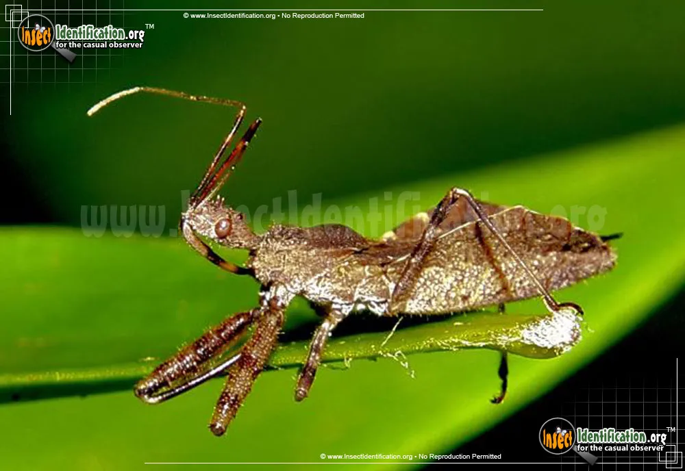 Spined Assassin Bug - photo 3