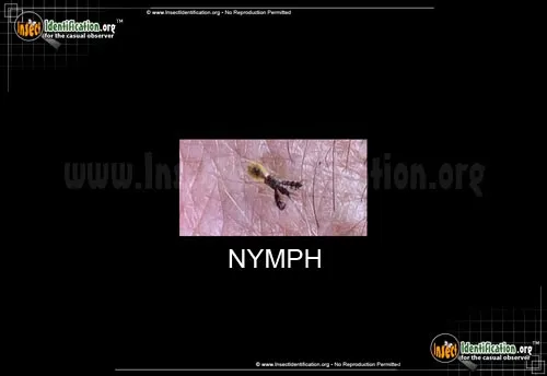 Spined Assassin Bug - photo 6