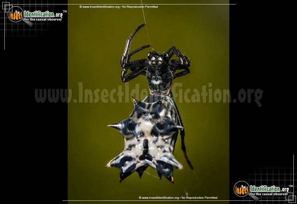 Spined Micrathena Spider