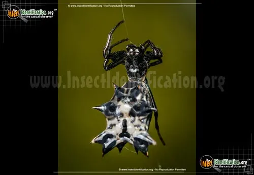 Spined Micrathena Spider - photo 2
