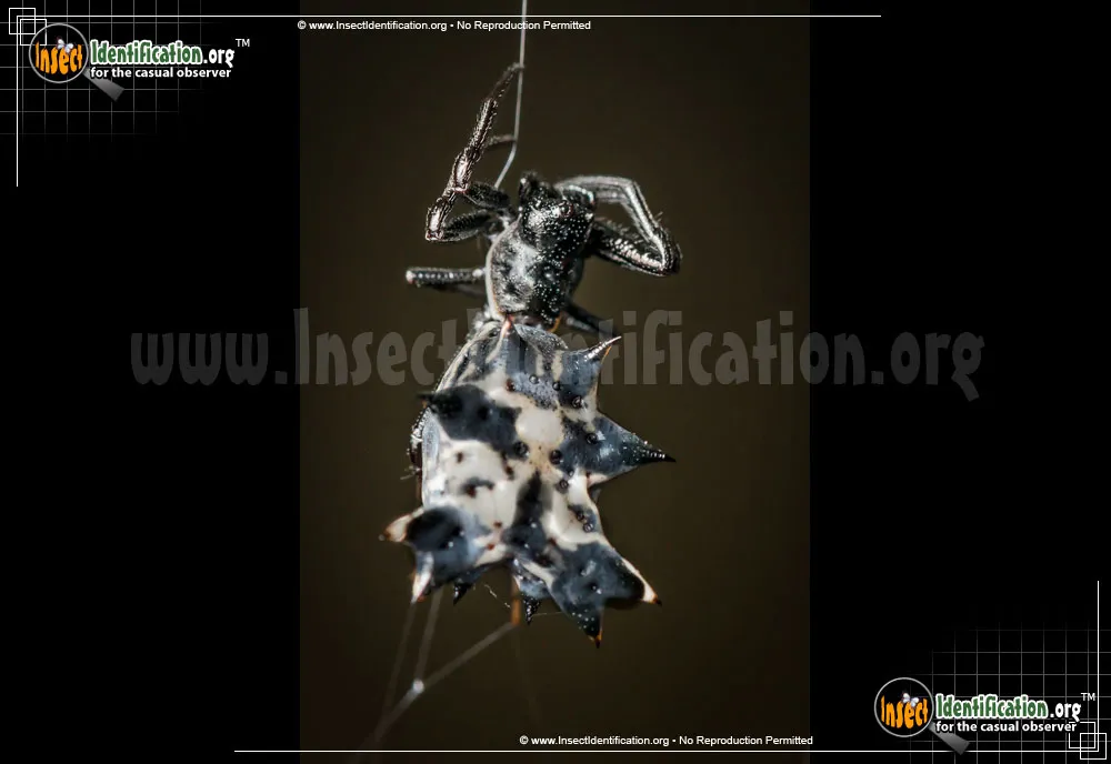 Spined Micrathena Spider - photo 3