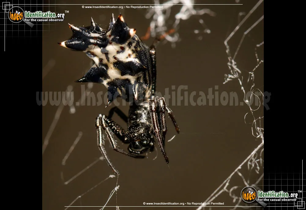 Spined Micrathena Spider - photo 5