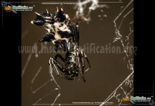 Spined Micrathena Spider - photo 6
