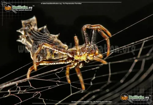 Spined Micrathena Spider - photo 8