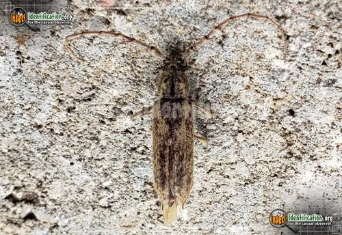 Spined Oak Borer Beetle - photo 2