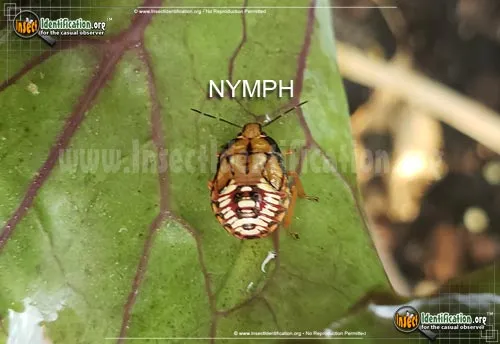 Spined Soldier Bug - photo 2
