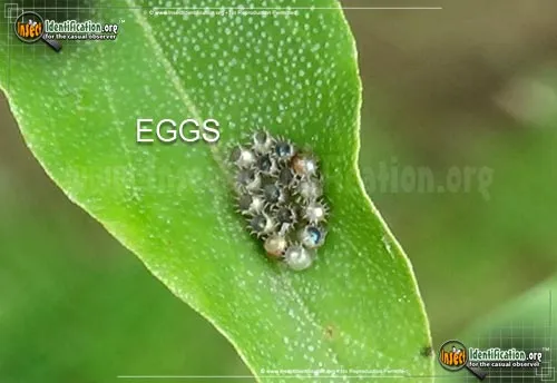 Spined Soldier Bug - photo 4