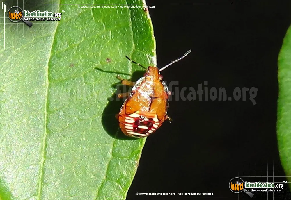 Spined Soldier Bug - photo 5