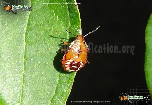Spined Soldier Bug - photo 6