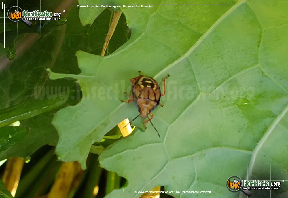 Spined Soldier Bug - photo 7