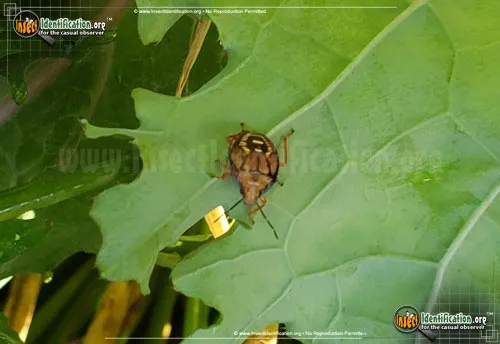 Spined Soldier Bug - photo 8