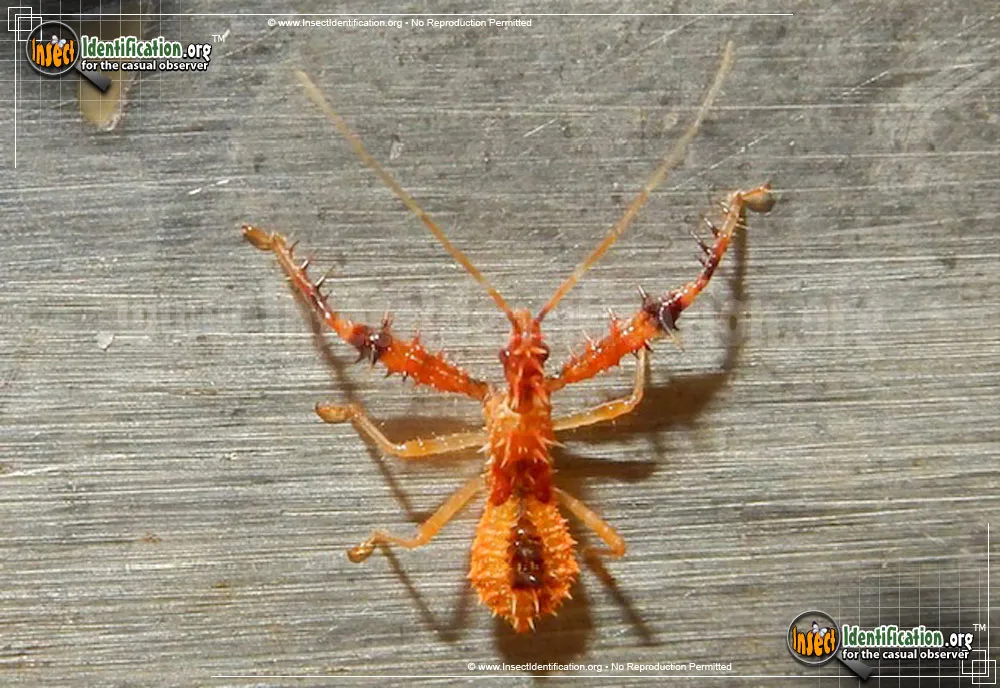 Spiny Assassin Bug Nymph - Sinea spp.