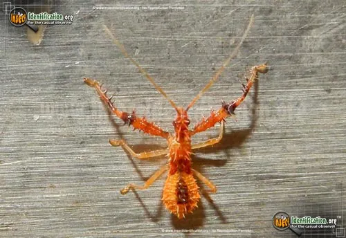 Spiny Assassin Bug Nymph - photo 2