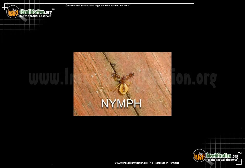 Spiny Assassin Bug Nymph - photo 4