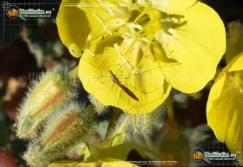 Spined Stilt Bug - photo 2