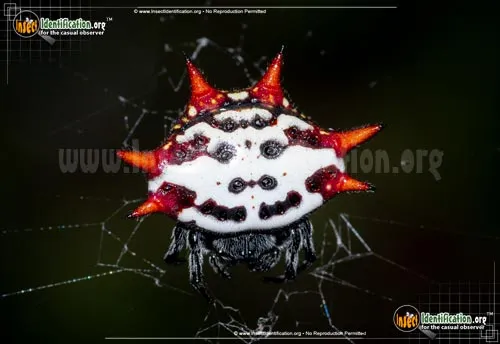 Spinybacked Orbweaver - photo 2