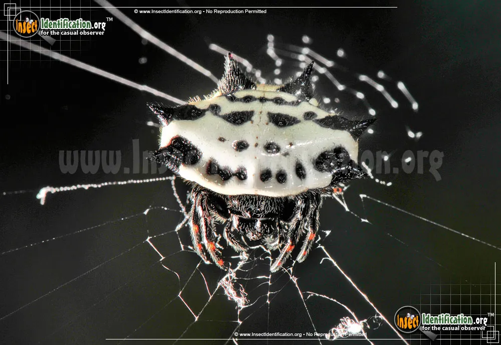 Spinybacked Orbweaver - photo 3