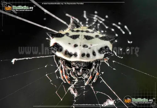 Spinybacked Orbweaver - photo 4
