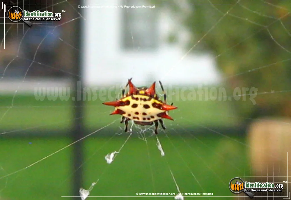 Spinybacked Orbweaver - photo 5
