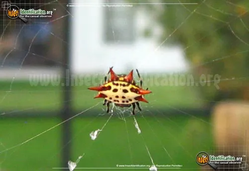 Spinybacked Orbweaver - photo 6
