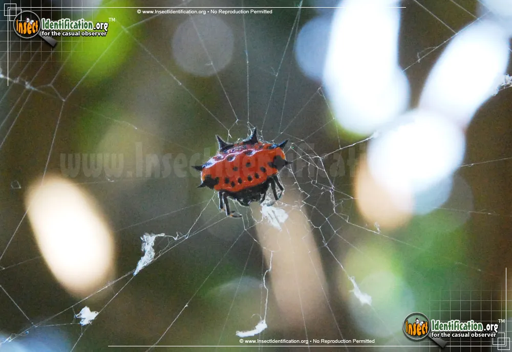 Spinybacked Orbweaver - photo 7