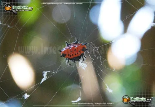Spinybacked Orbweaver - photo 8