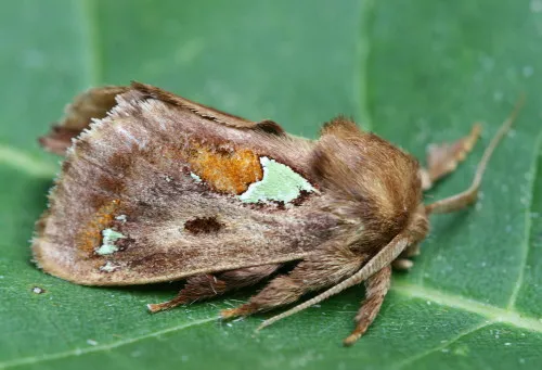 Spiny Oak Slug Moth - photo 2