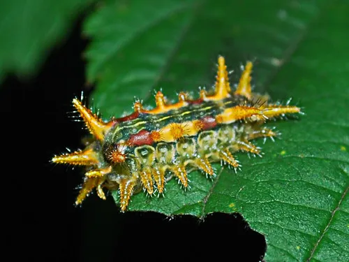 Spiny Oak Slug Moth - photo 4