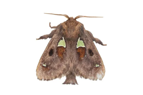 Spiny Oak Slug Moth - photo 5