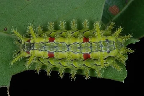 Spiny Oak Slug Moth - photo 6