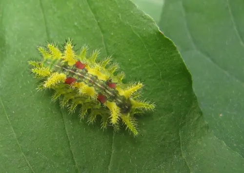 Spiny Oak Slug Moth - photo 7