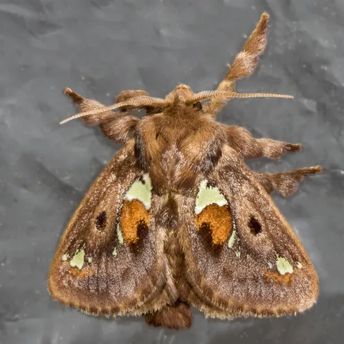 Spiny Oak Slug Moth - photo 8