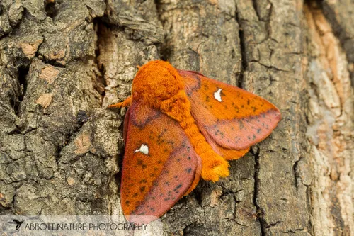 Spiny Oakworm Moth - Anisota stigma