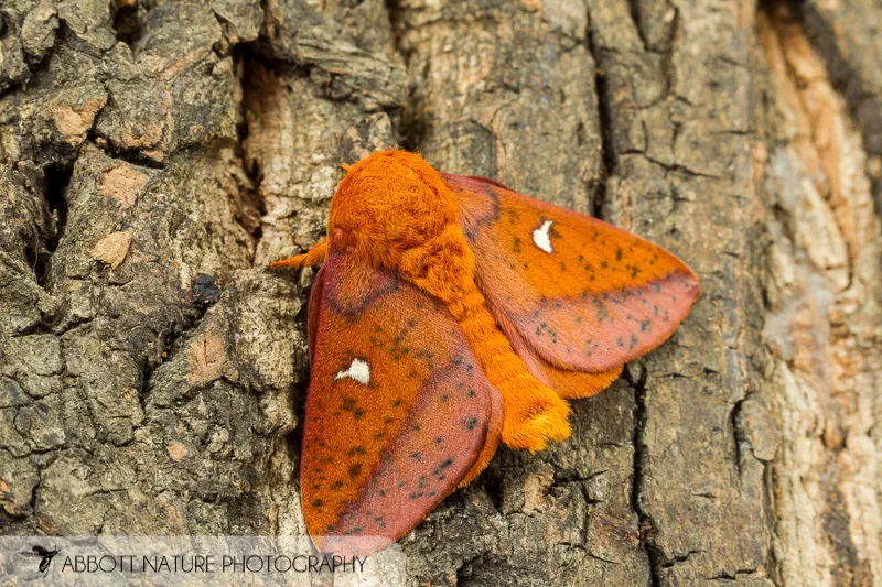 Spiny Oakworm Moth - photo 2