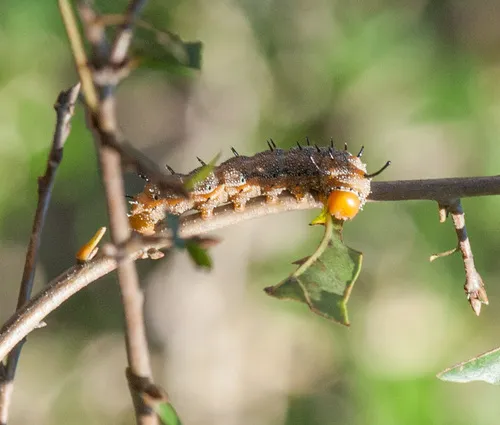 Spiny Oakworm Moth - photo 5