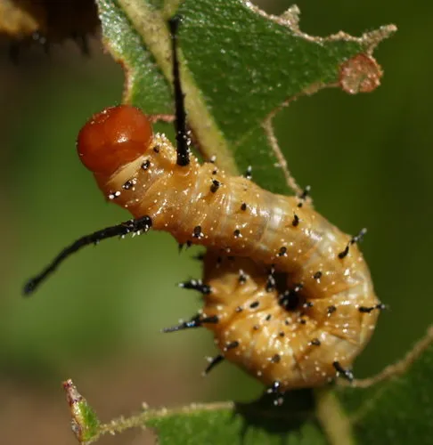 Spiny Oakworm Moth - photo 6
