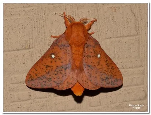 Spiny Oakworm Moth - photo 7