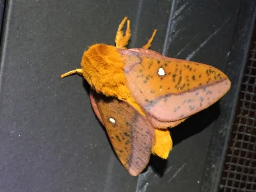 Spiny Oakworm Moth - photo 8