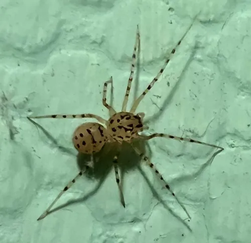 Spitting Spider - Scytodes spp.