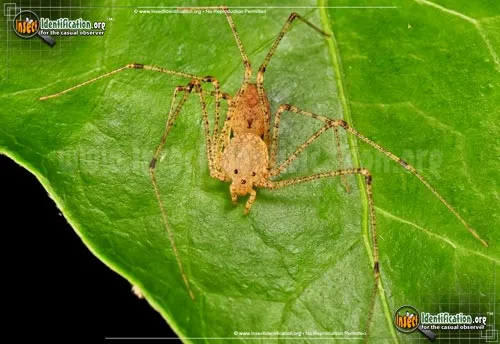 Spitting Spider - photo 2