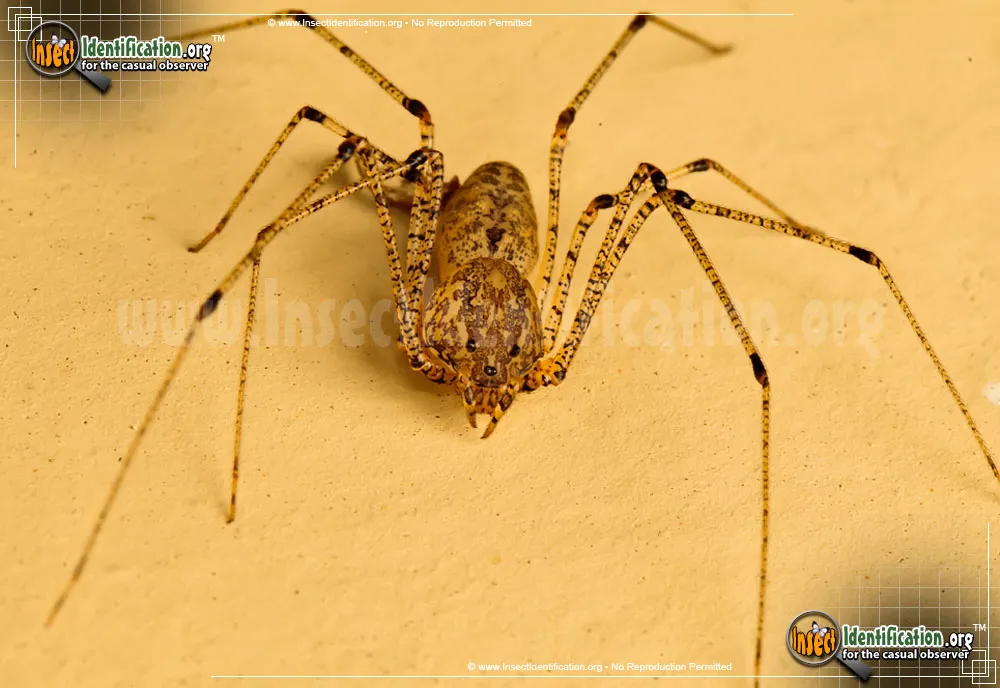 Spitting Spider - photo 3