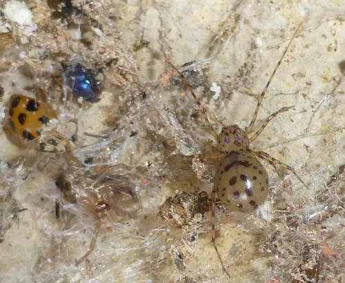 Spitting Spider - photo 4