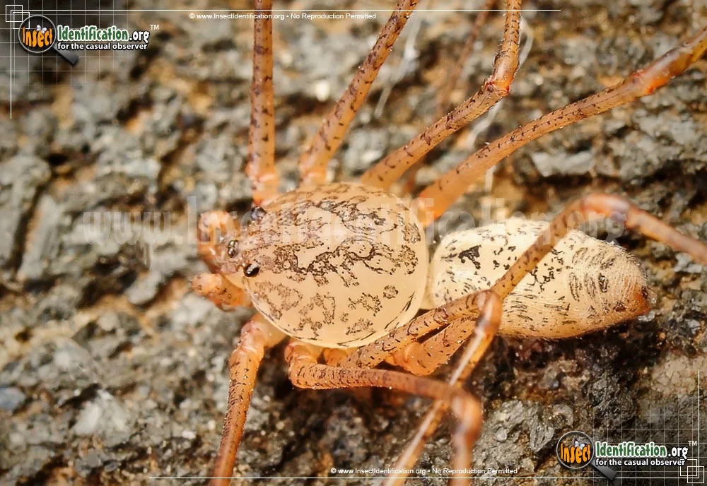 Spitting Spider - photo 5