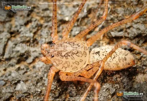 Spitting Spider - photo 6